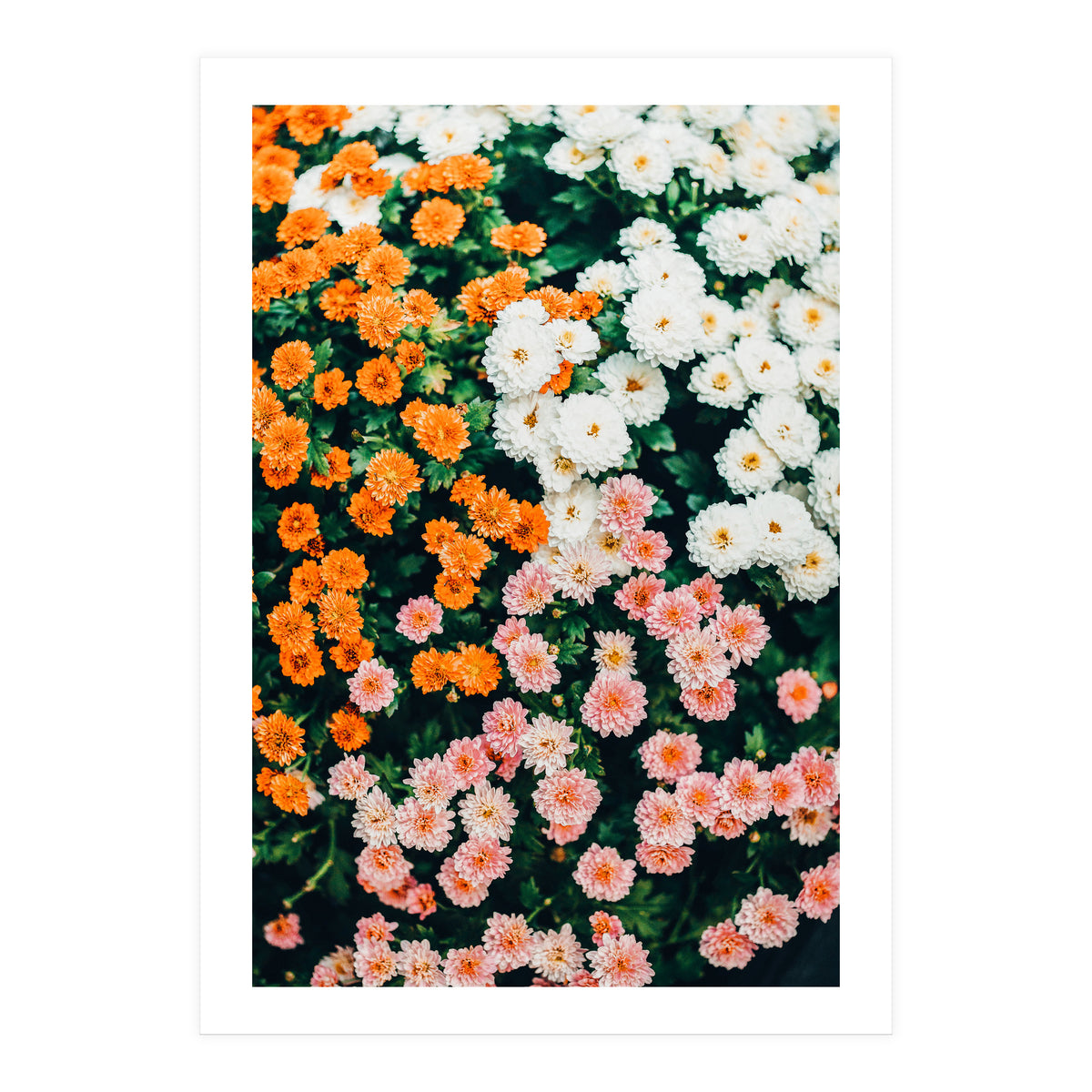 In My Garden (Print Only)