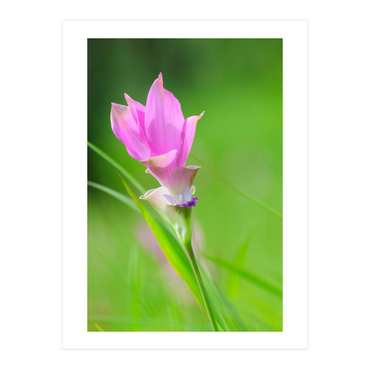 Nature 4000x6000 (12) (Print Only)