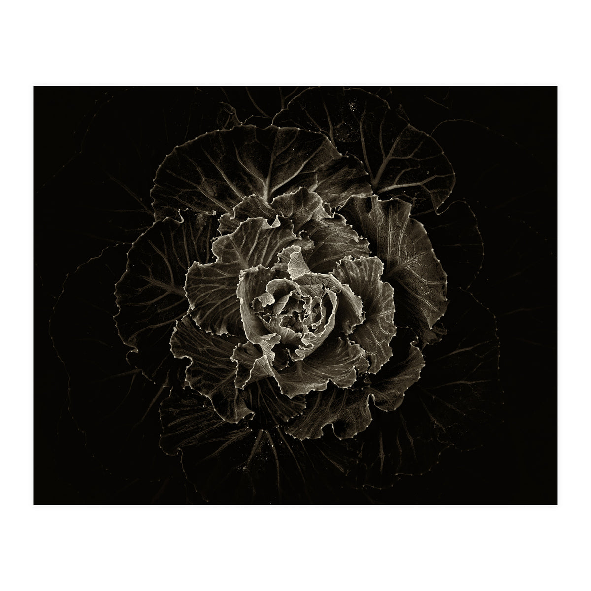 Backyard Flowers No 100 Sepia Version (Print Only)