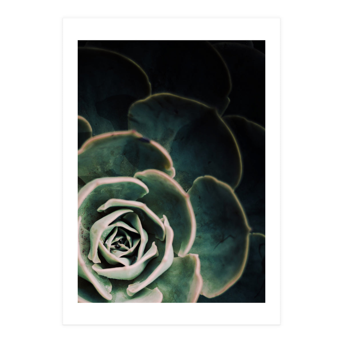 Darkside Of Succulents 4-C (Print Only)