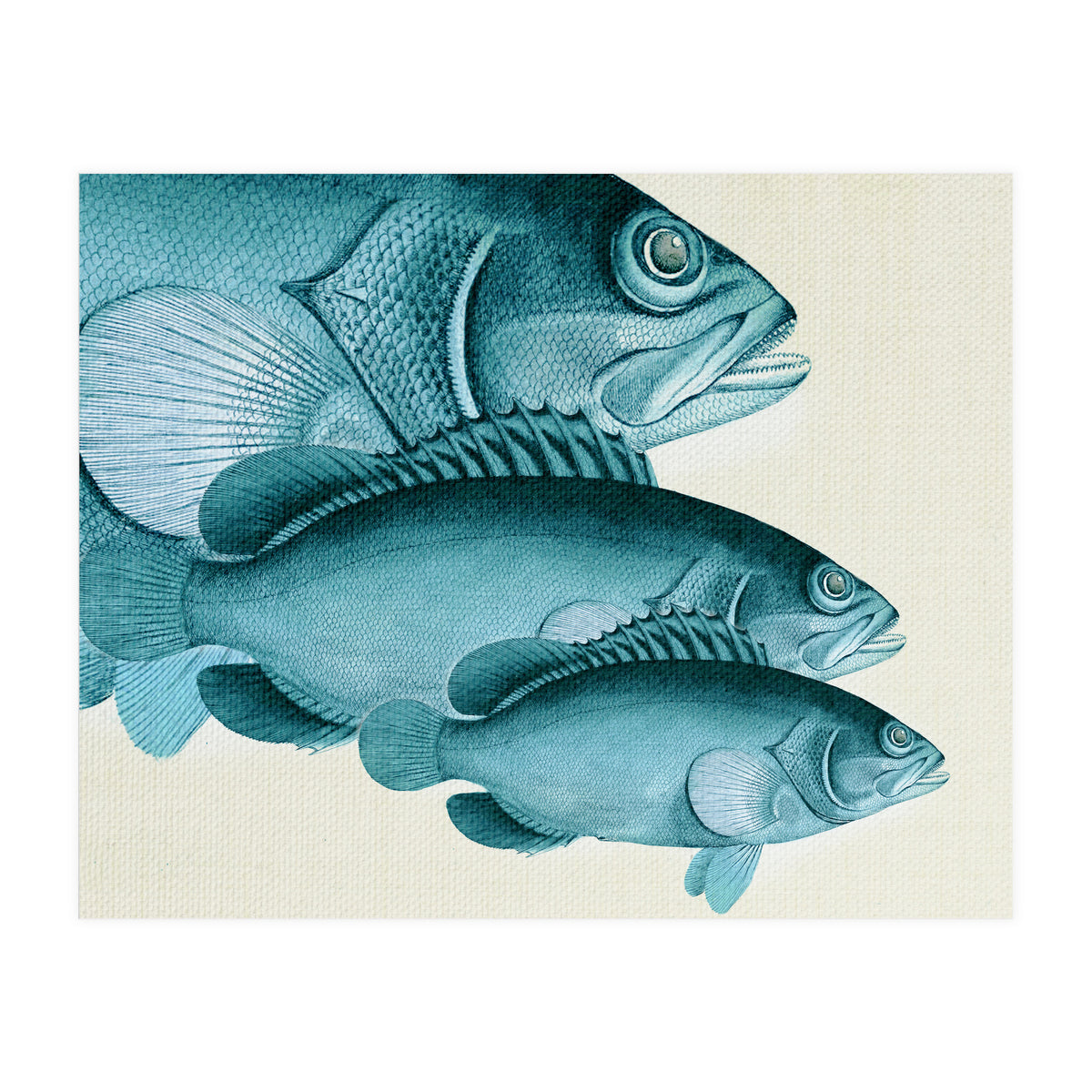Fish Classic Designs 4 (Print Only)