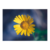 Butter (Print Only) thumbnail