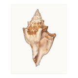 Cc Shell 01 (Print Only) thumbnail