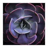 DARKSIDE OF SUCCULENTS VII (Print Only) thumbnail