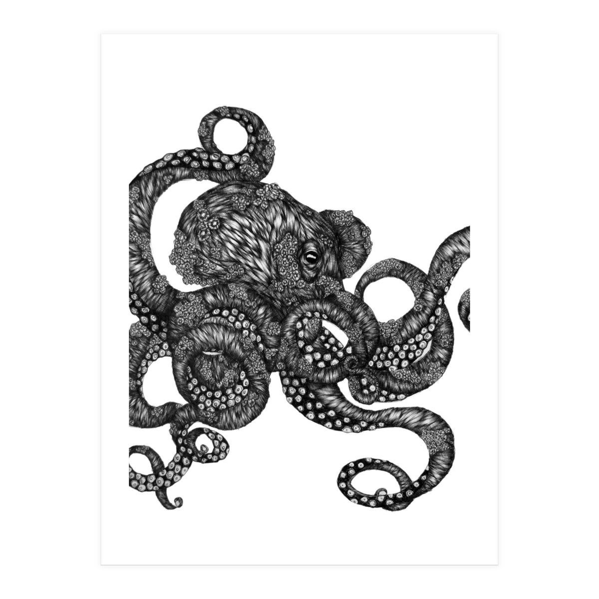 Barnacle Octopus (Print Only)