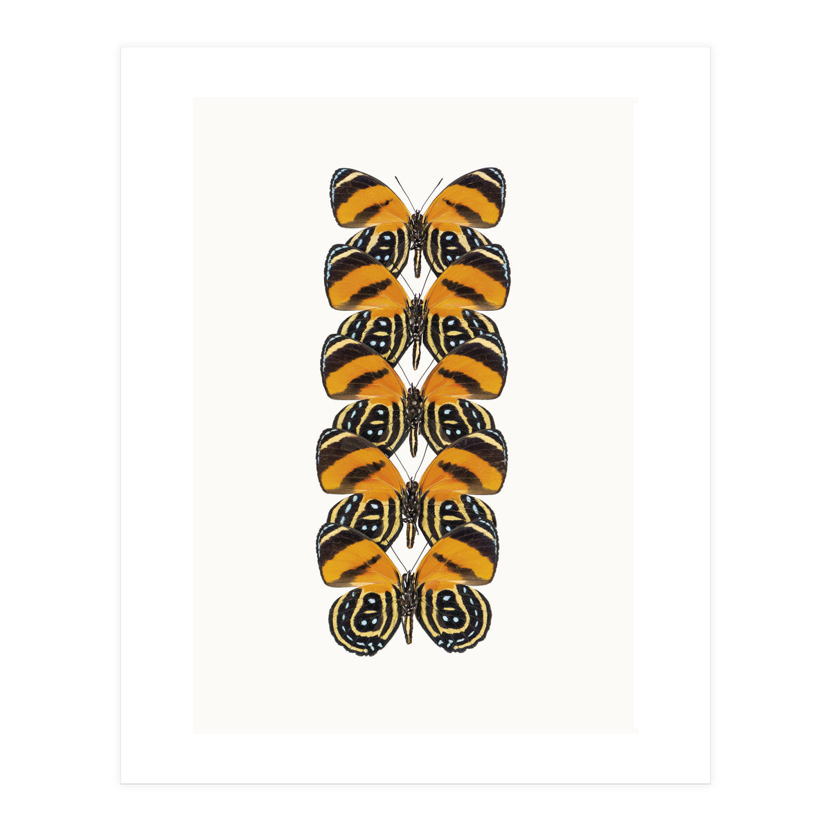 Cc Butterflies 07 (Print Only)