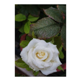 Angel Rose (Print Only) thumbnail