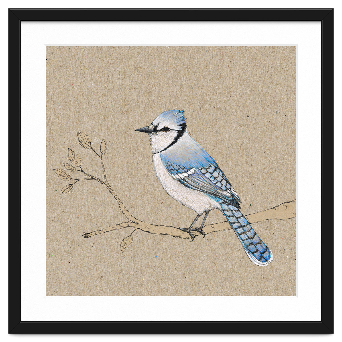 Blue jay
