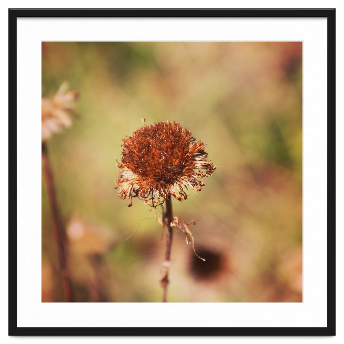 dried daisy
