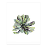Botanical Illustration Succulent (Print Only) thumbnail
