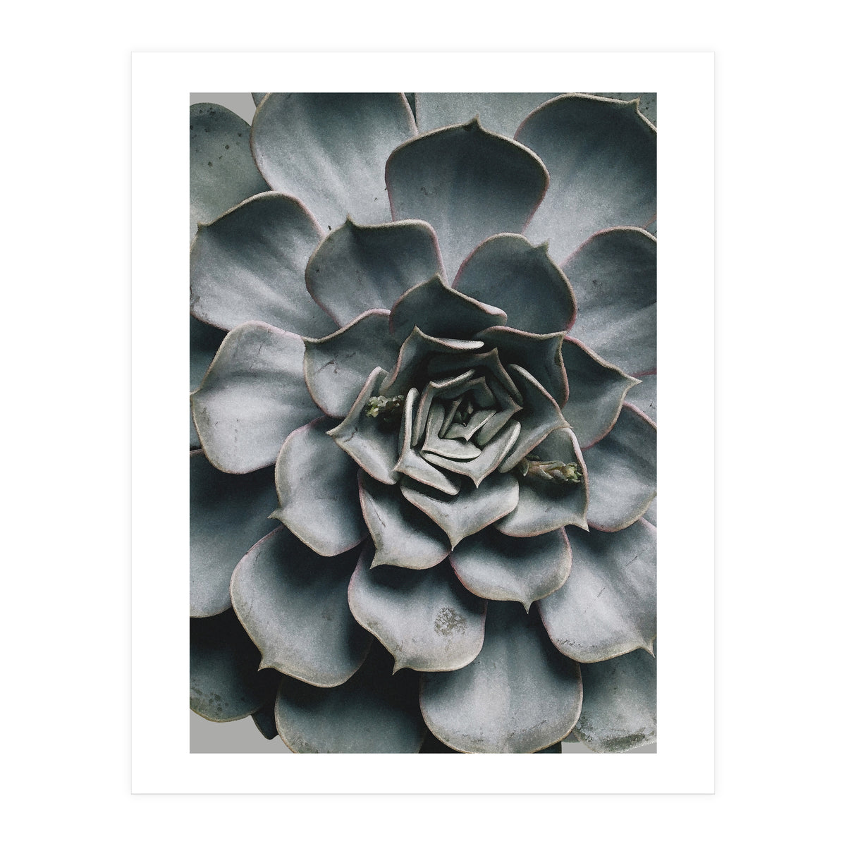 pianta grassa (Print Only)