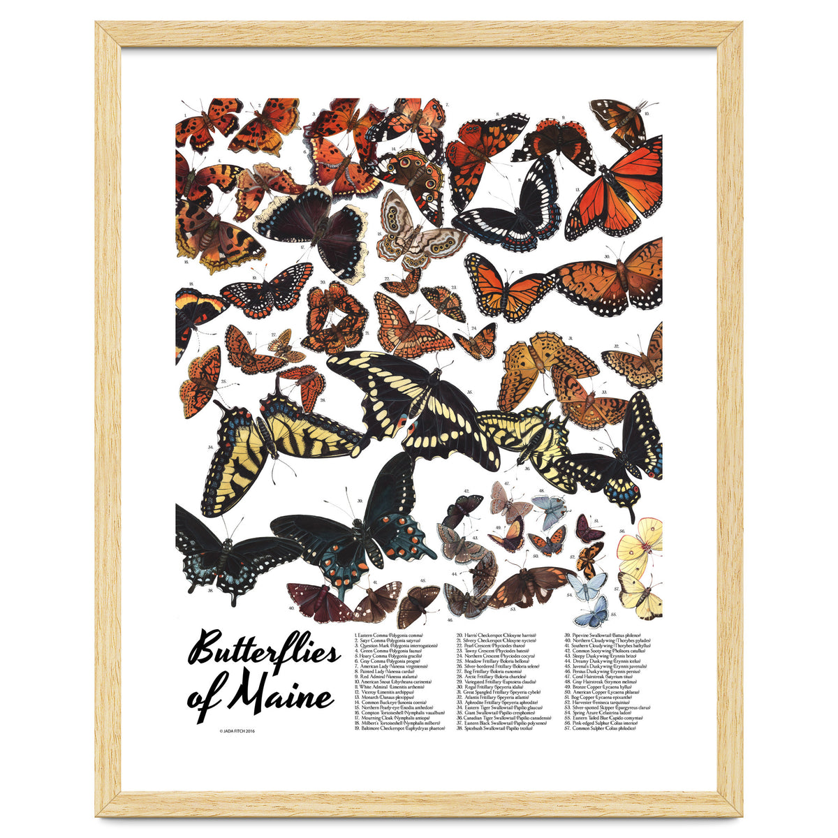 Maine Butterflies Chart