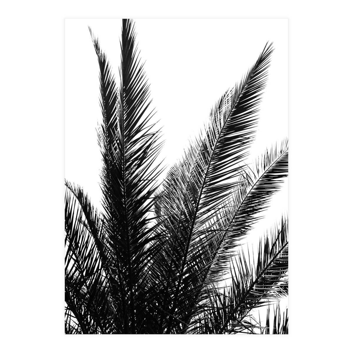 Black and White (Print Only)