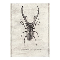 Cyclommatus Metalifer Finae (Print Only)