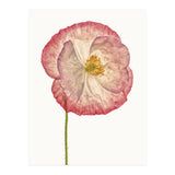Cc Poppy 06 (Print Only) thumbnail