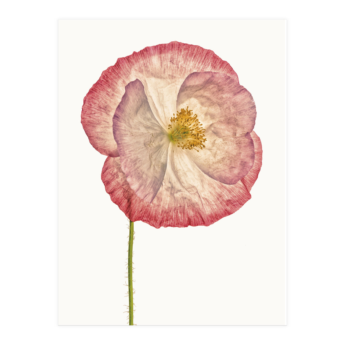 Cc Poppy 06 (Print Only)
