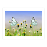 Butterfly (Print Only) thumbnail