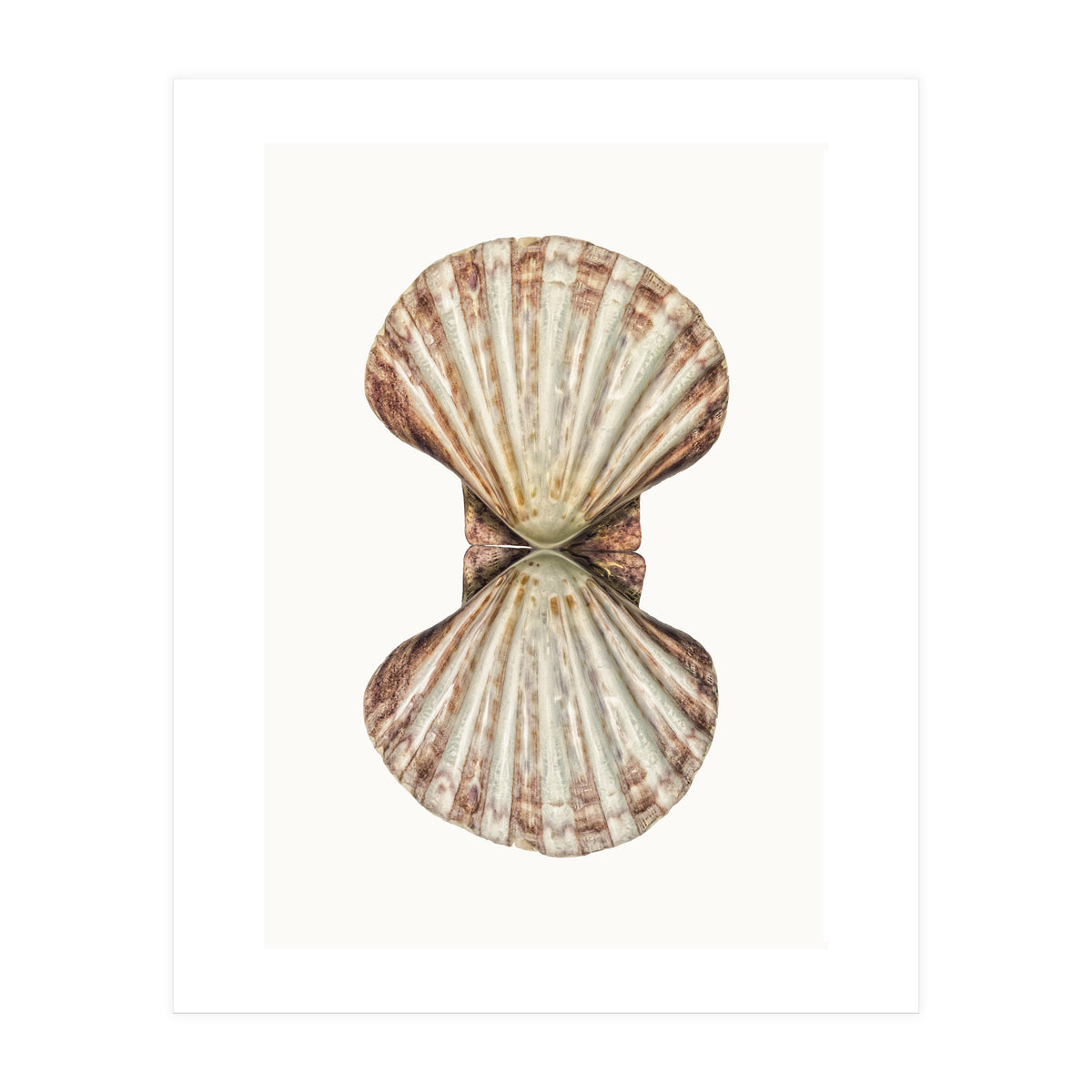 Cc Shell 06 (Print Only)