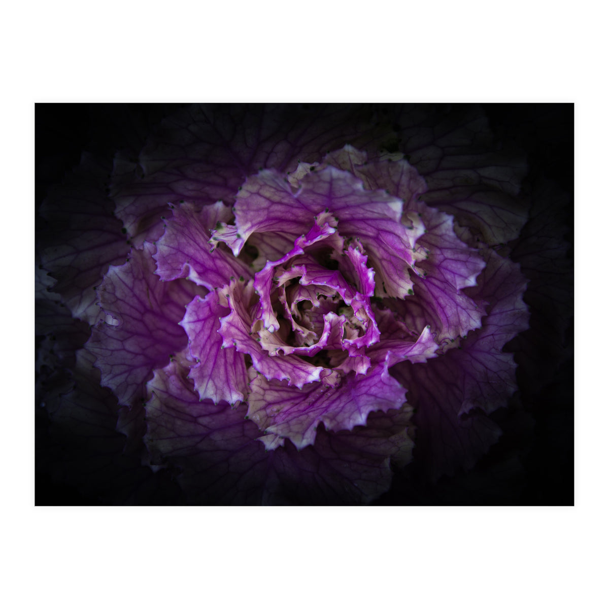 Backyard Flowers No 42 Color Version (Print Only)