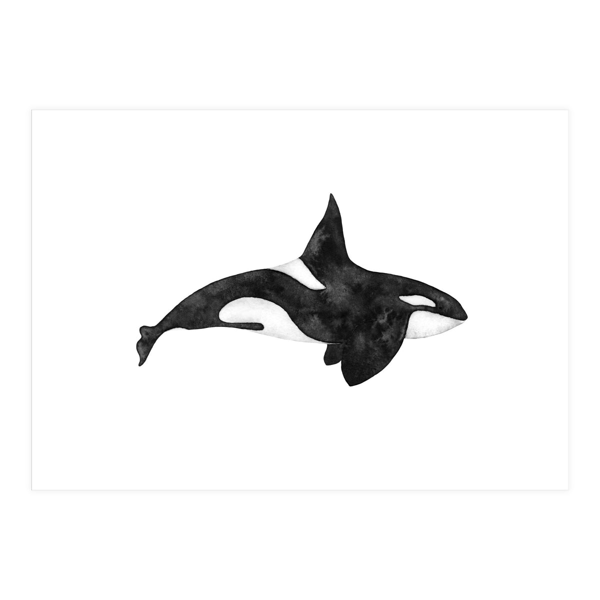 Orca (Print Only)