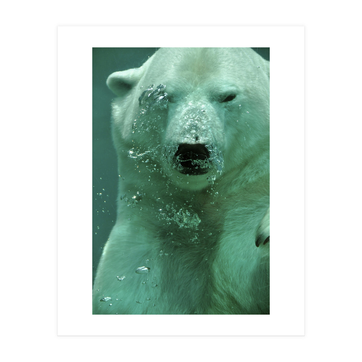 Polar Bear Under Water (Print Only)