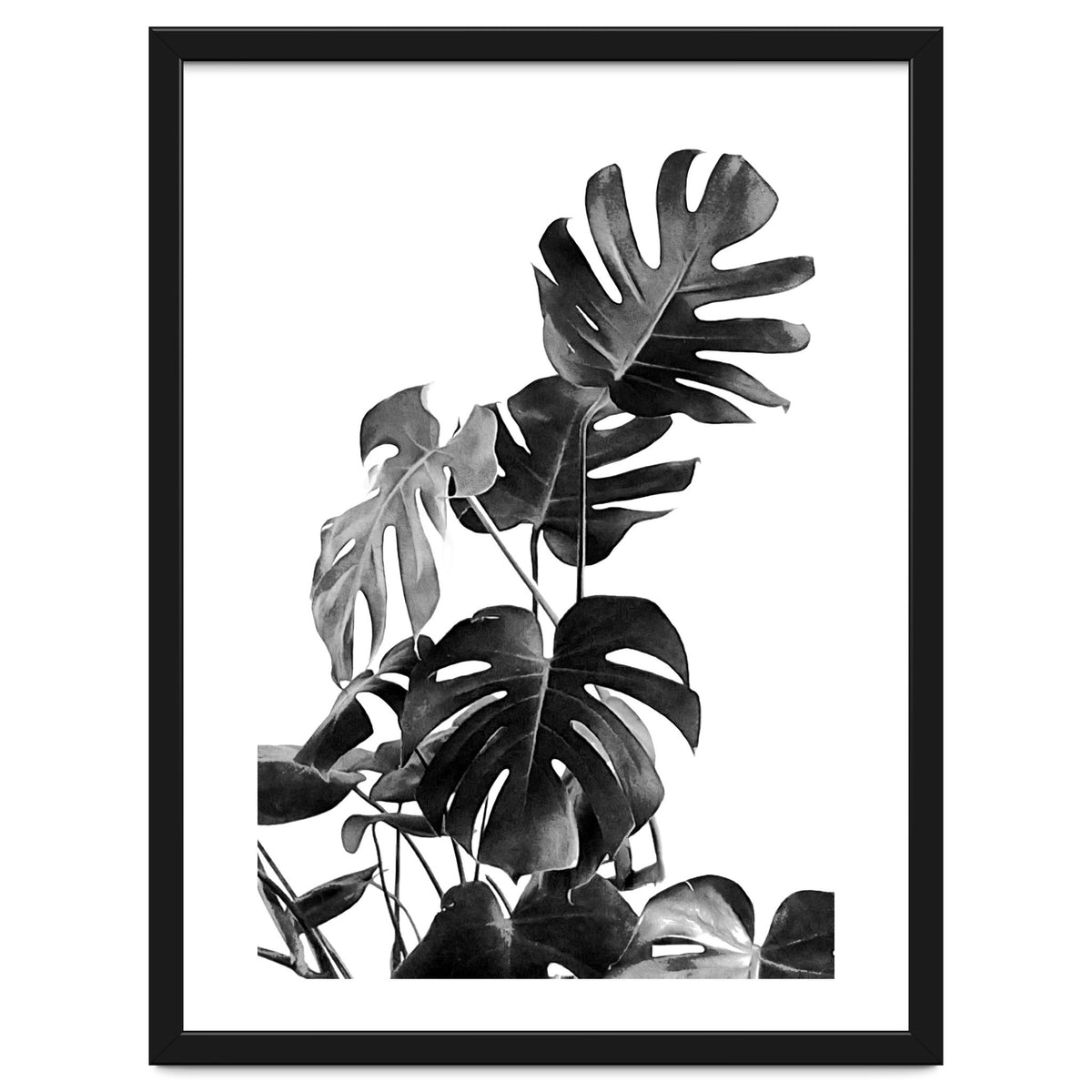 Monstera Black And White 09