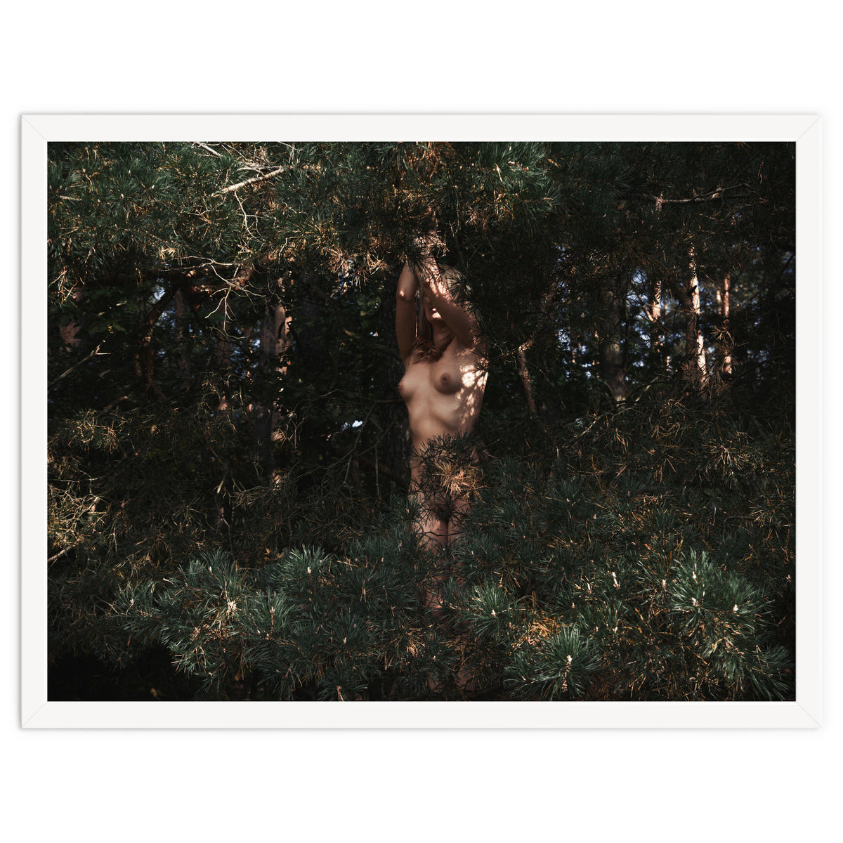 The Eyes of the Forest