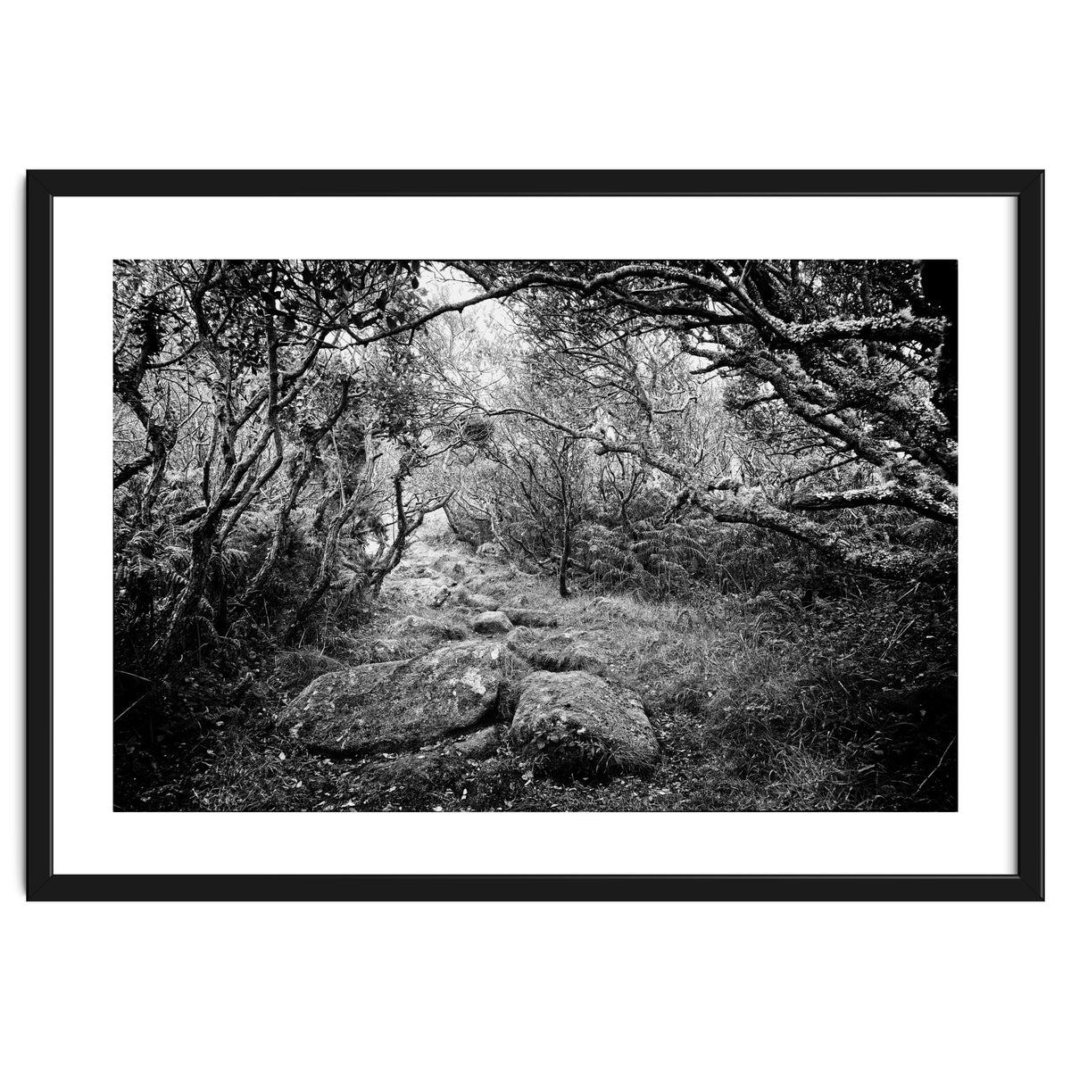Undergrowth in black and white