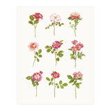 Cc Roses 07 (Print Only) thumbnail