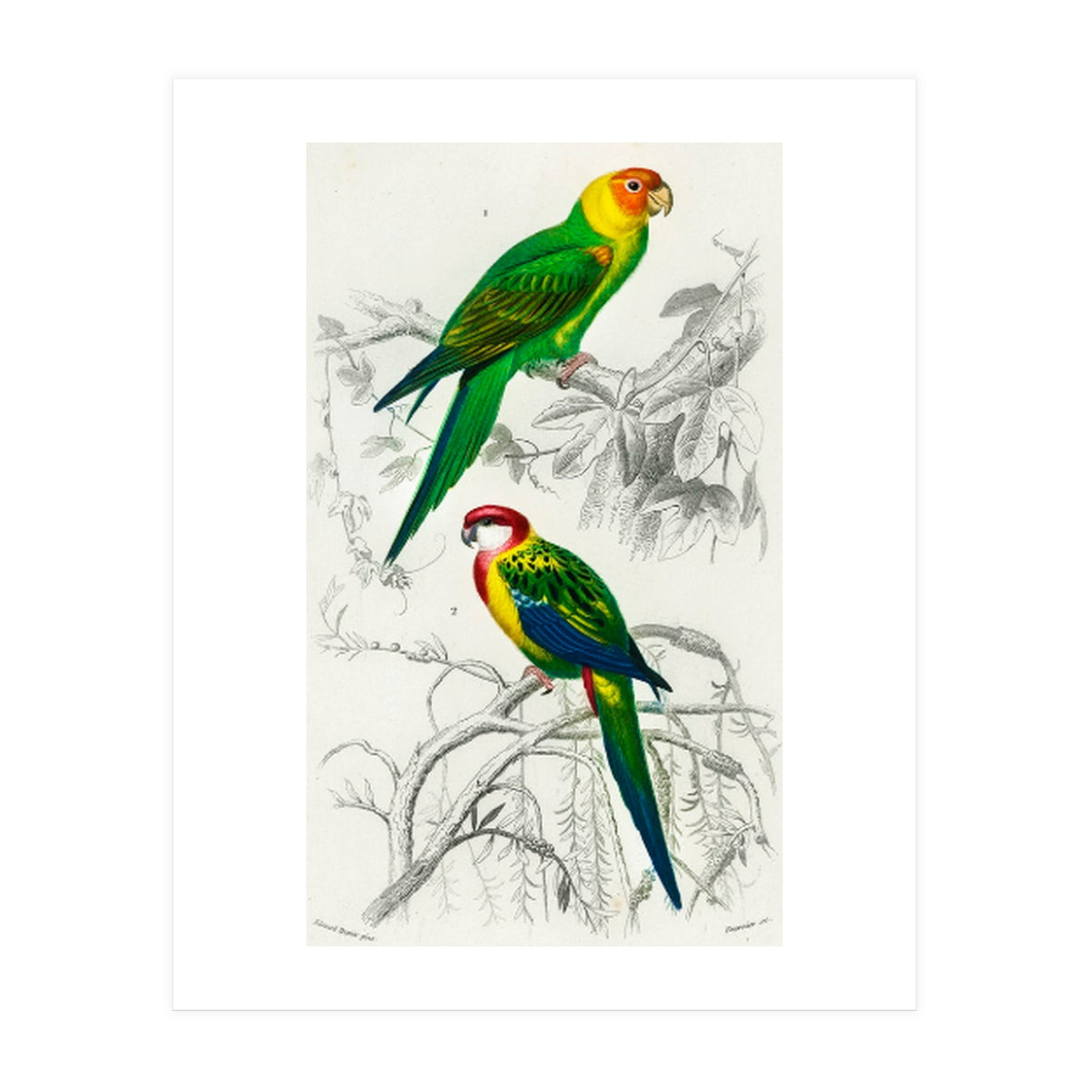 Different types of birds illustrated (Print Only)