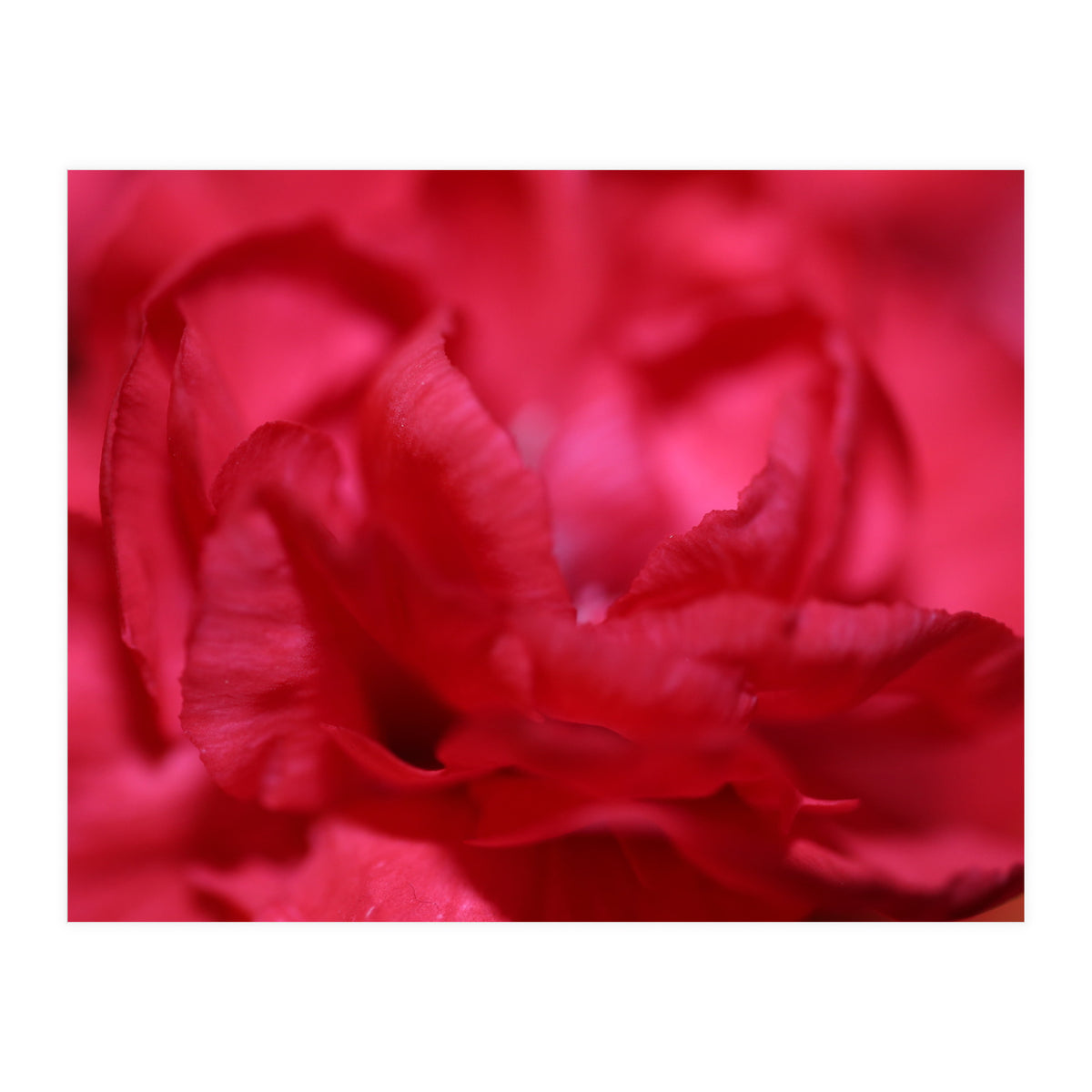 Red Peony (Print Only)