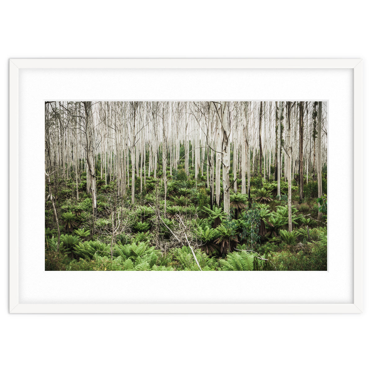 Forest After The Fire