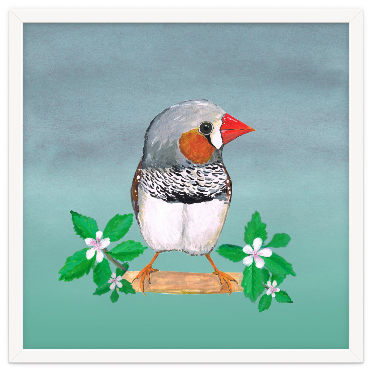 Zebra finch