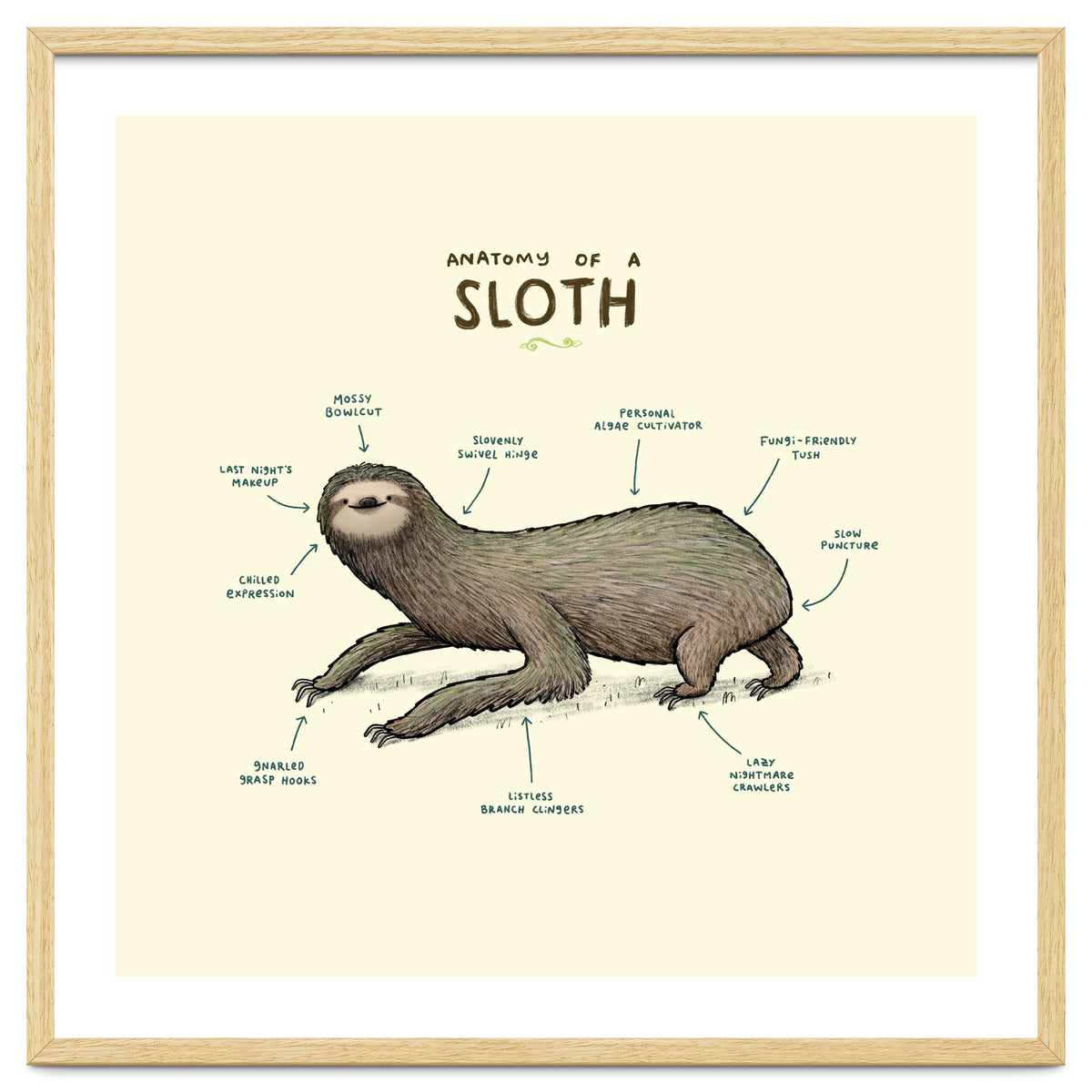 Anatomy Of A Sloth