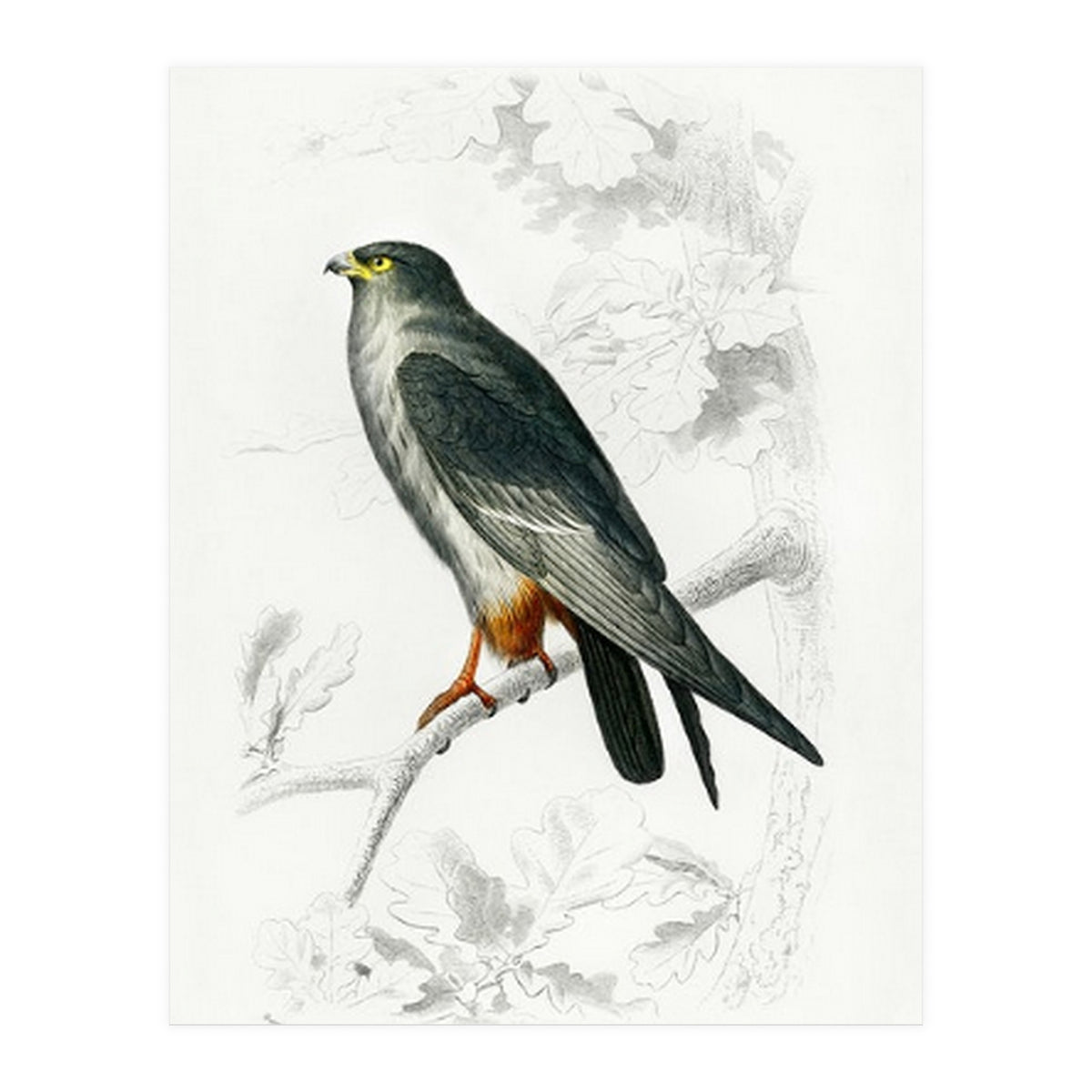 Red-footed Falcon illustrated (Print Only)