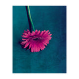 Gerbera for love (Print Only) thumbnail
