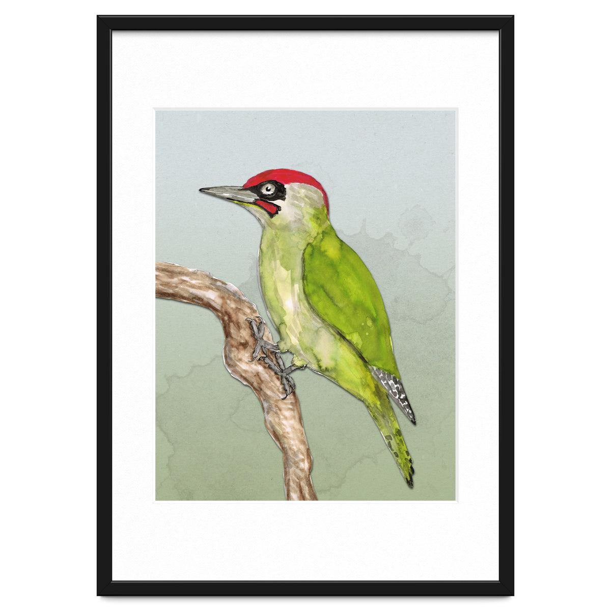 Green woodpecker