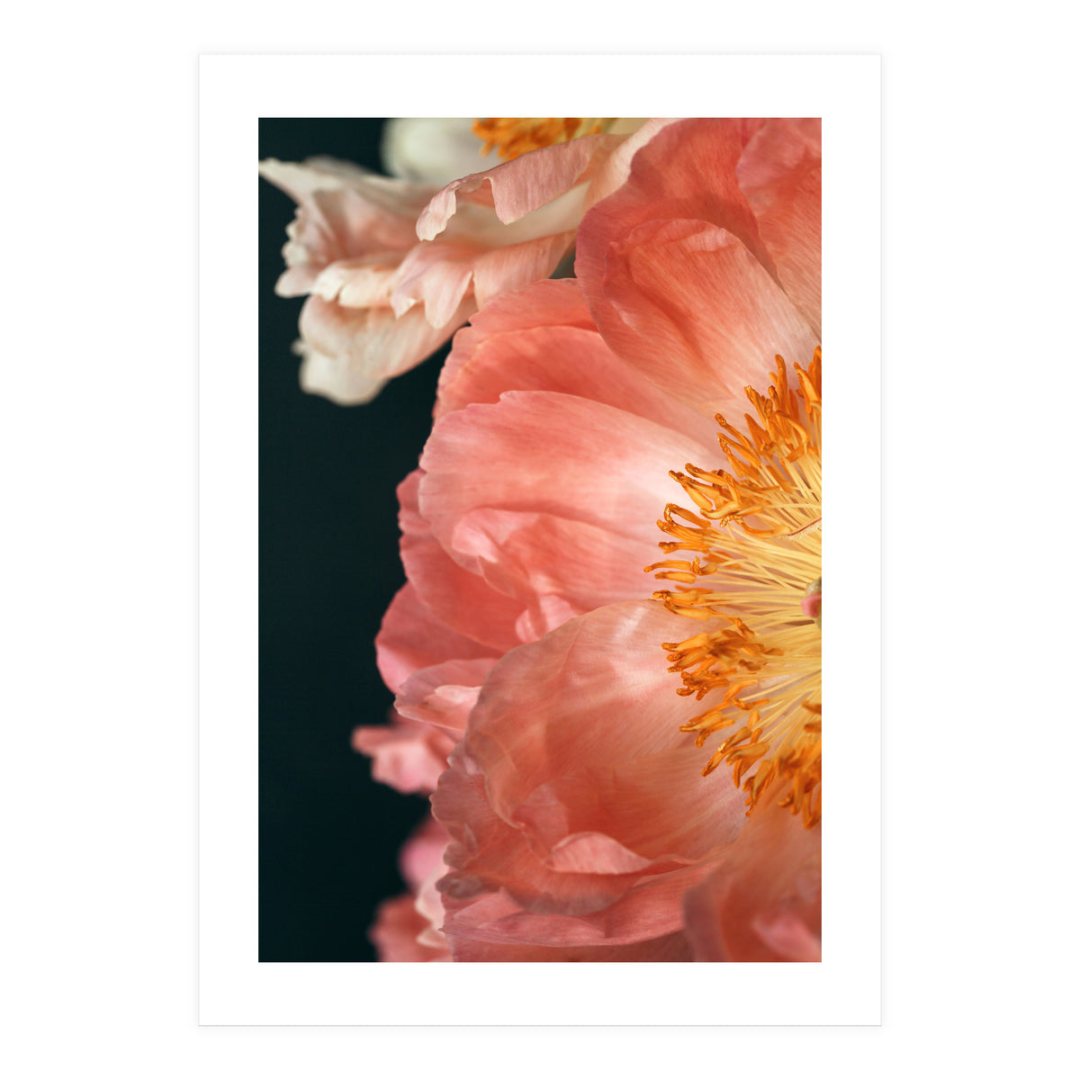 Coral Charm #2  (Print Only)