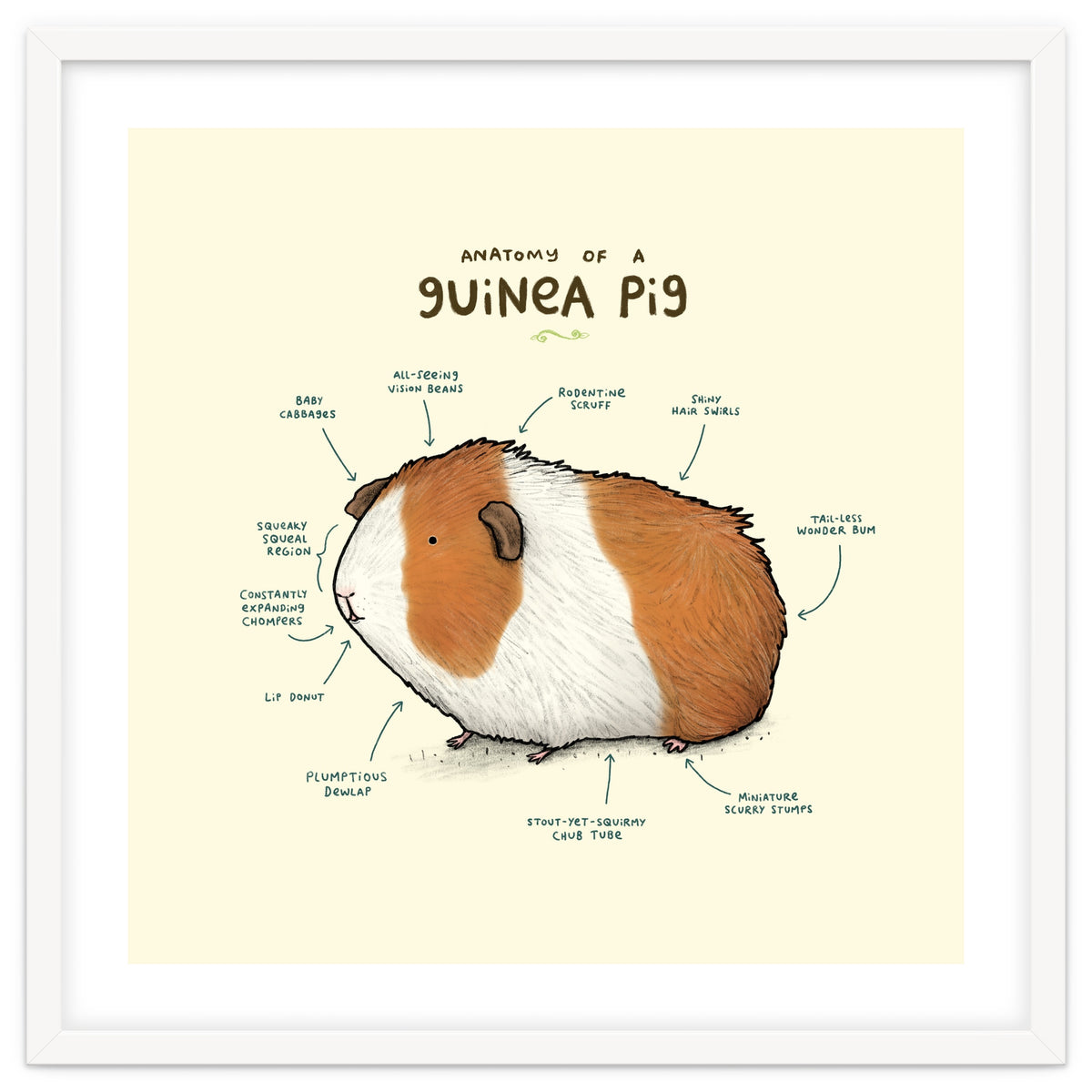 Anatomy Of A Guniea Pig