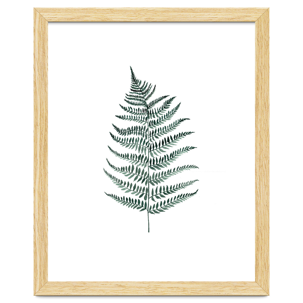 Botanical Illustration Silverfern