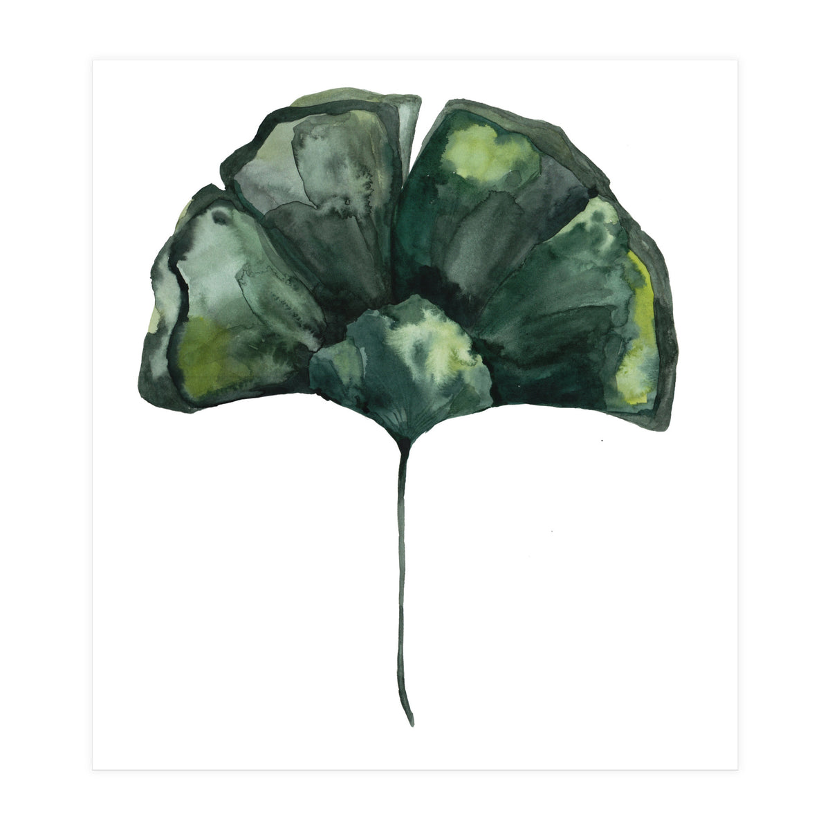 Botanical Illustration Ginko (Print Only)