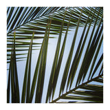 palm fronds (Print Only) thumbnail