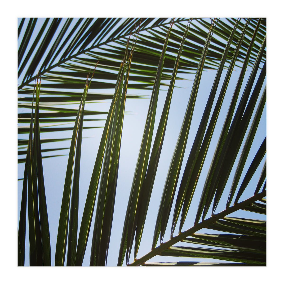 palm fronds (Print Only)