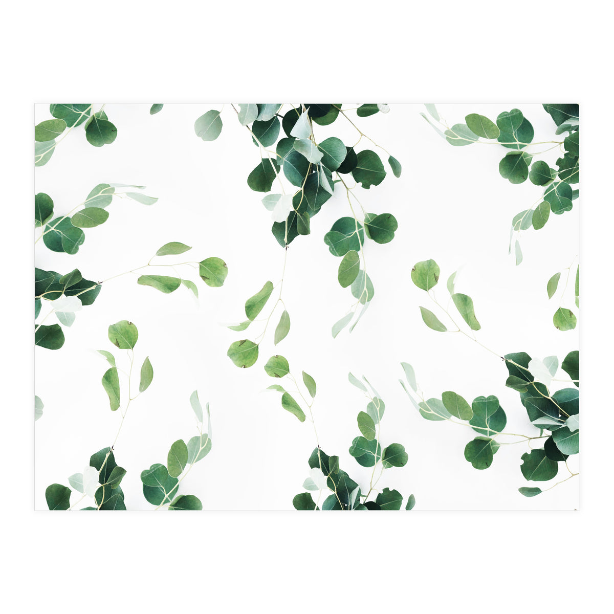 Botanical Celebration  (Print Only)