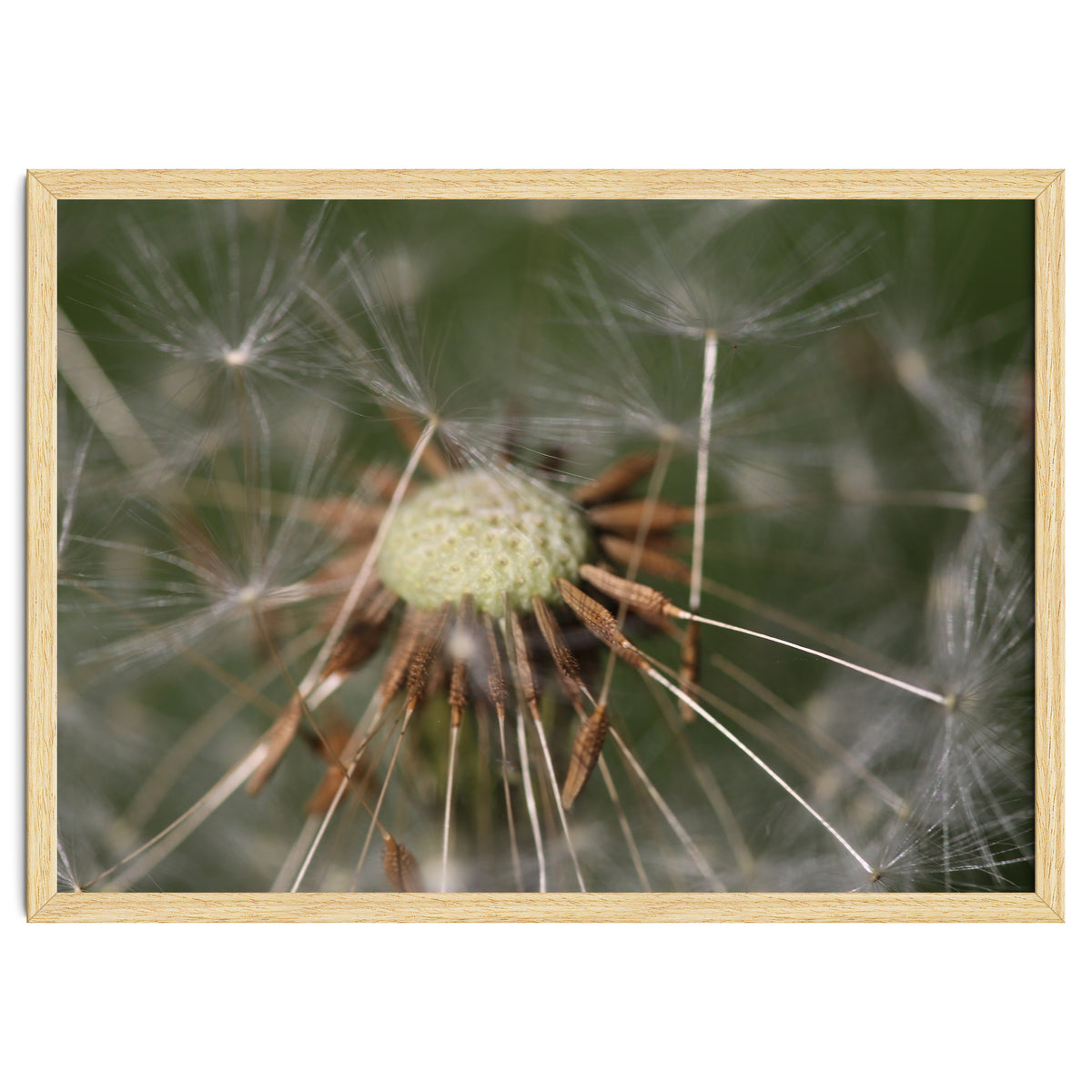 Dandelion Seeds