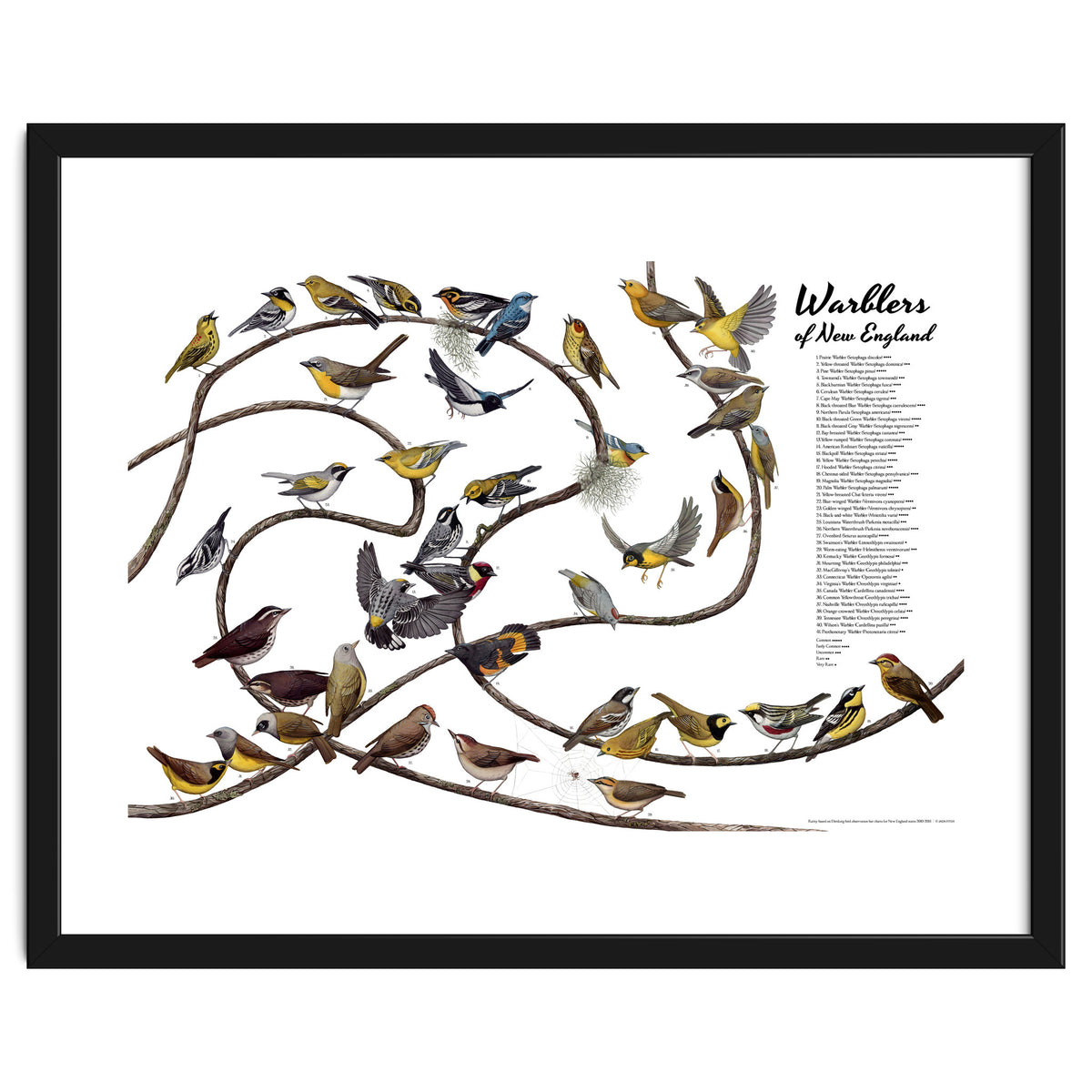 Warblers of New England