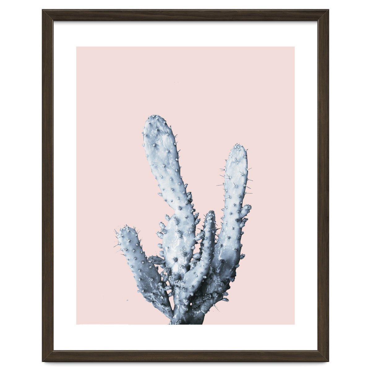 Cactus collection BL-I