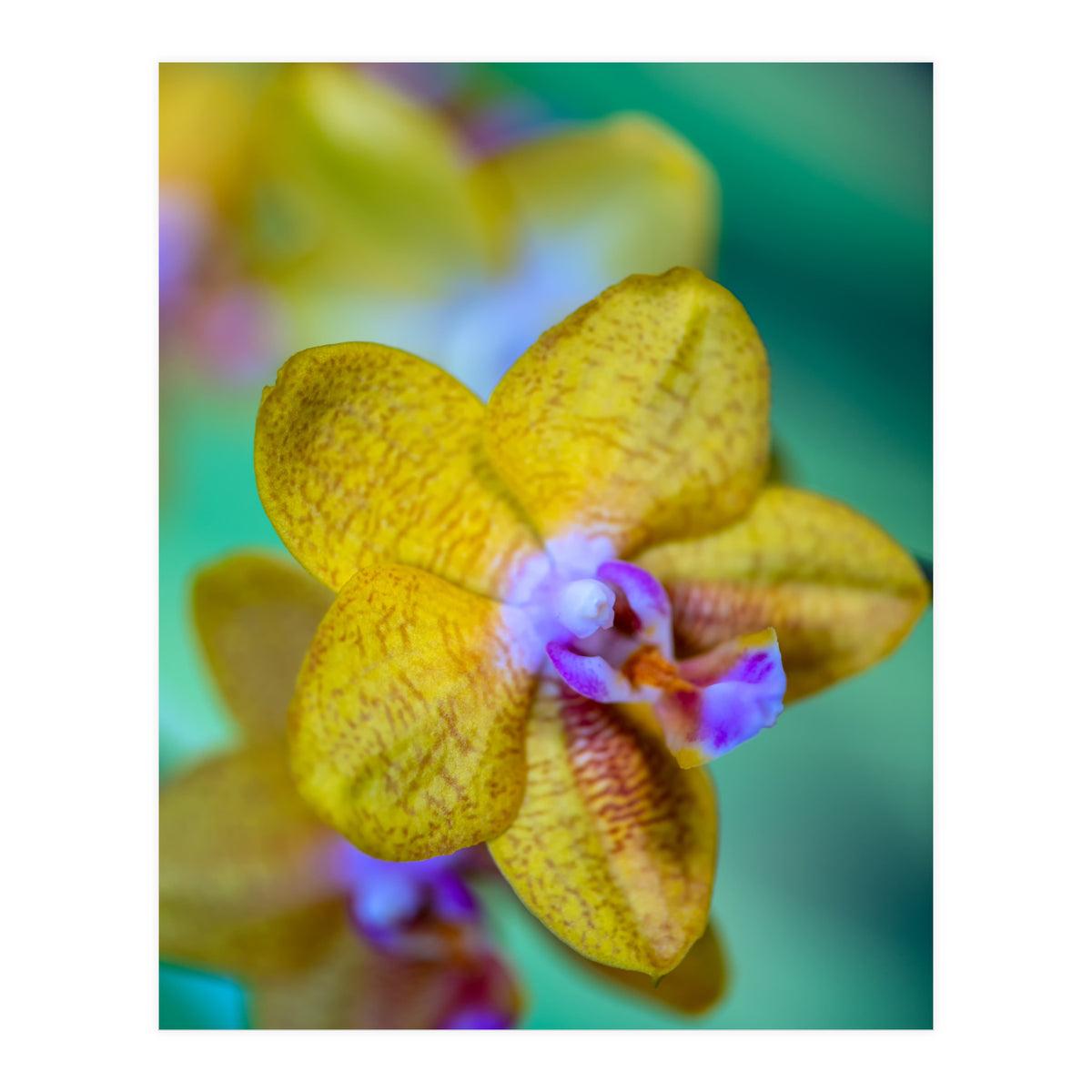 Orchidee Phalleanopsis (Print Only)