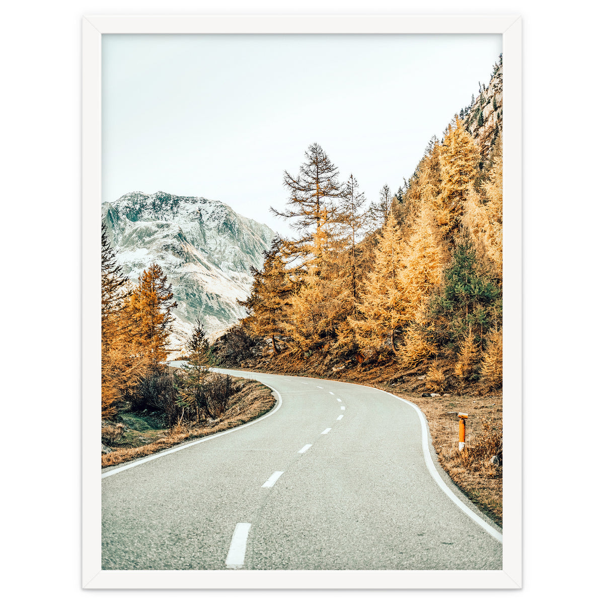 Snow and Golden Pine