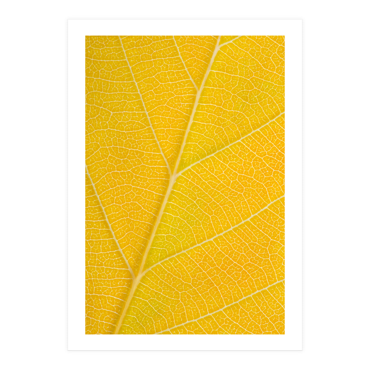 Autumn Leaf (Print Only)
